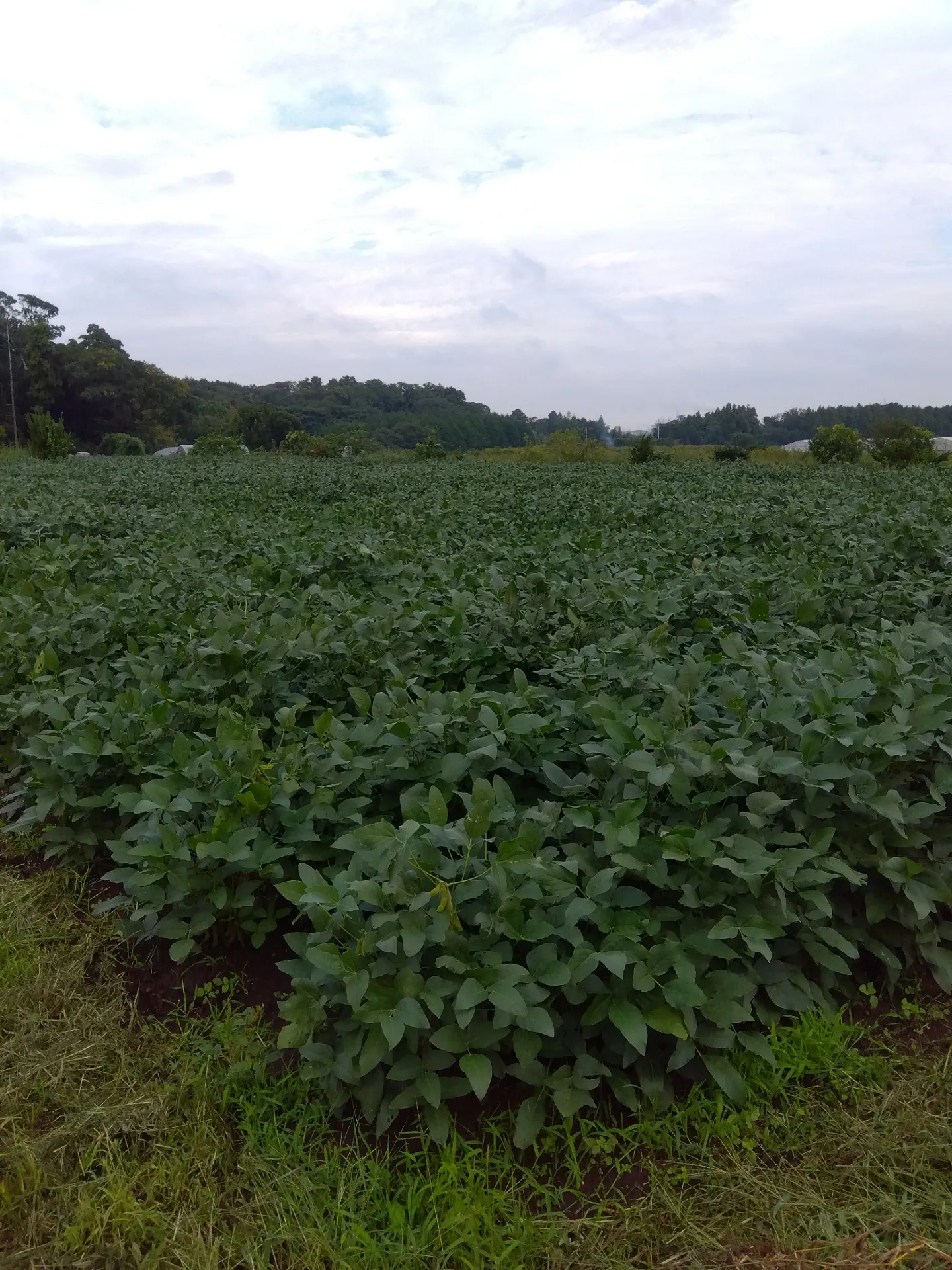 緊急告知!(秋の枝豆祭り)