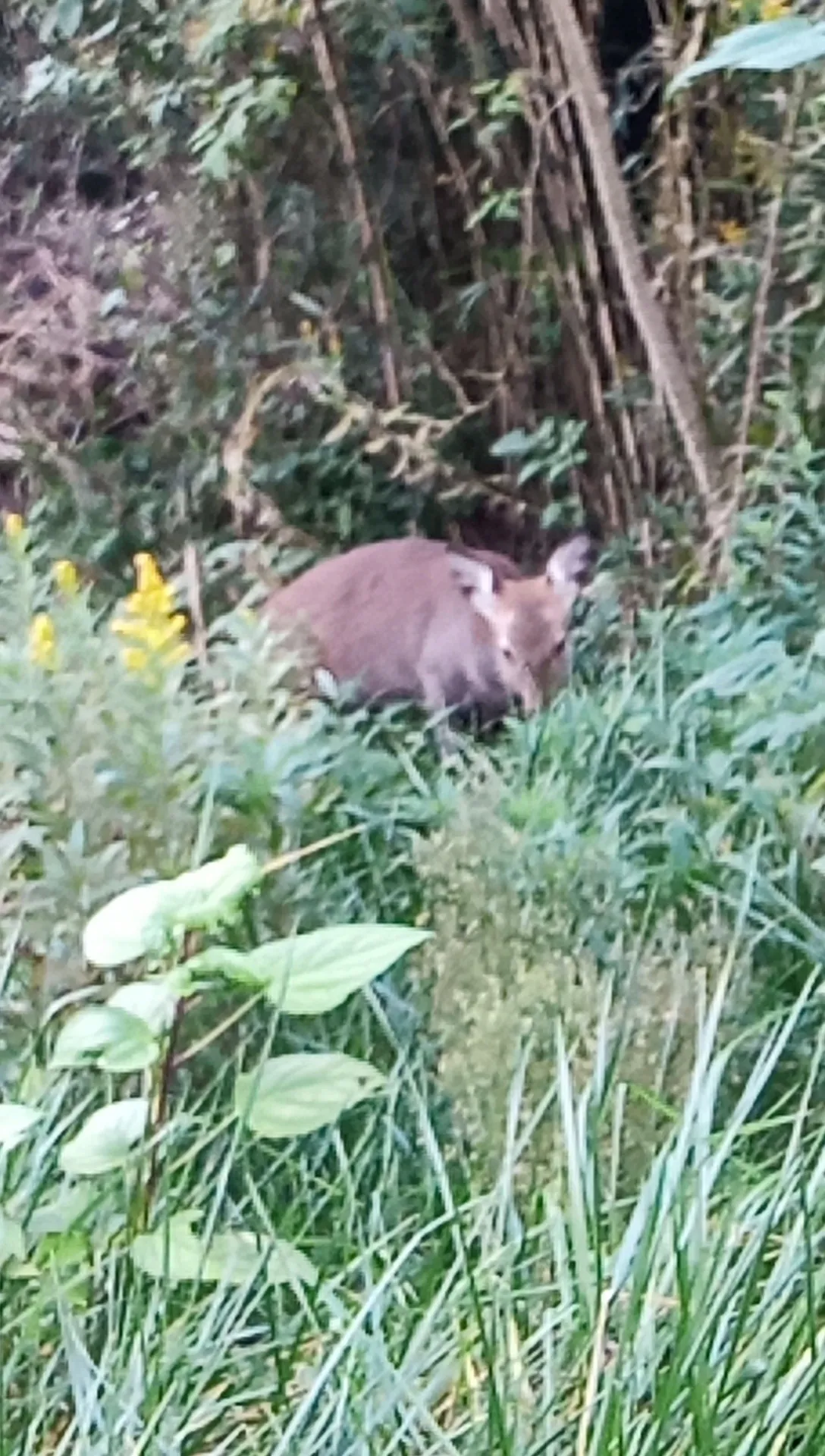 キャンプ場に鹿出現!